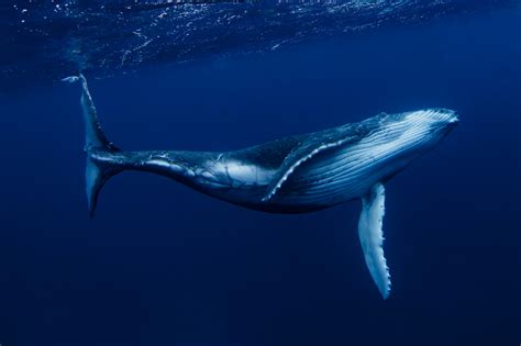 Whale swimming